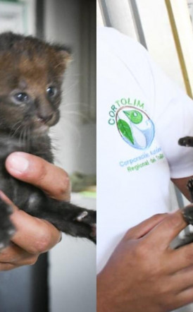 Campesino Tolimense encontró 2 Gaticos que resultaron Felinos 